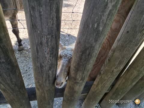 Wildpark Ernstbrunn — Foto 5