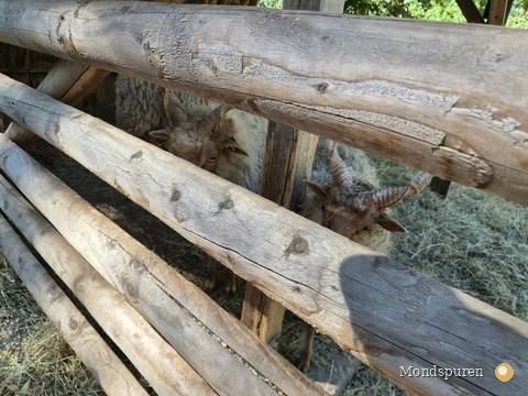 Wildpark Ernstbrunn — Foto 7