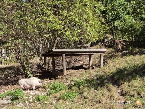 Wildpark Ernstbrunn — Foto 13