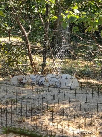 Wildpark Ernstbrunn — Foto 16