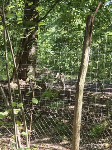 Wildpark Ernstbrunn — Foto 18