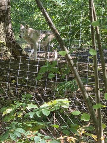 Wildpark Ernstbrunn — Foto 19