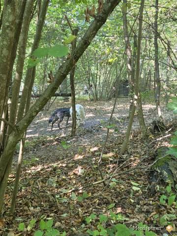 Wildpark Ernstbrunn — Foto 20