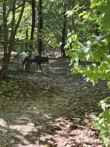 Wildpark Ernstbrunn — Foto 23