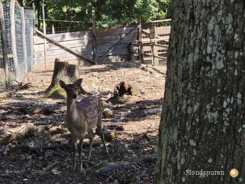 Wildpark Ernstbrunn — Foto 25