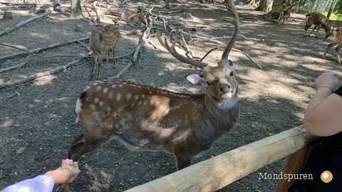 Wildpark Ernstbrunn — Foto 28