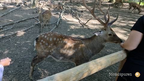 Wildpark Ernstbrunn — Foto 29