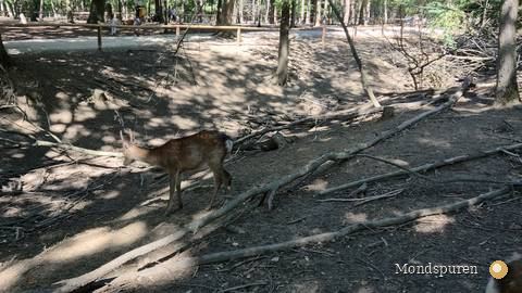 Wildpark Ernstbrunn — Foto 31