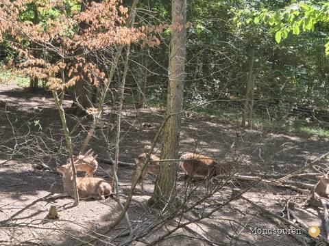 Wildpark Ernstbrunn — Foto 39
