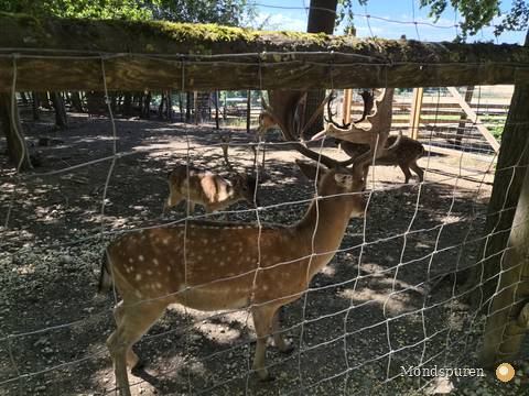 Wildpark Ernstbrunn — Foto 45