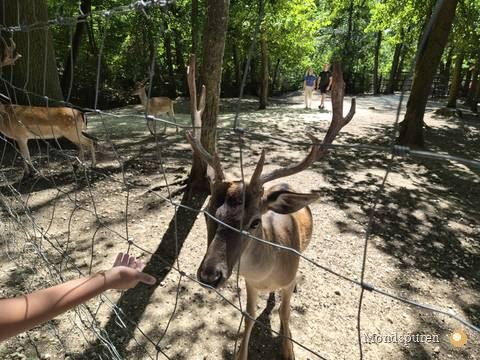 Wildpark Ernstbrunn — Foto 46