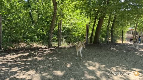 Wildpark Ernstbrunn — Foto 58