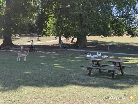 Wildpark Ernstbrunn — Foto 60