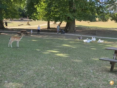 Wildpark Ernstbrunn — Foto 61