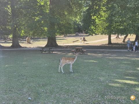 Wildpark Ernstbrunn — Foto 62