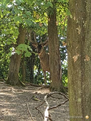 Wildpark Ernstbrunn — Foto 69