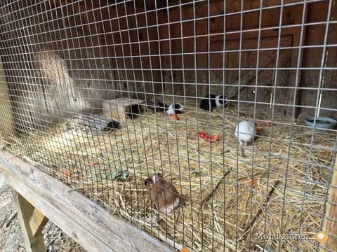 Steppentierpark Pamhagen — Foto 4