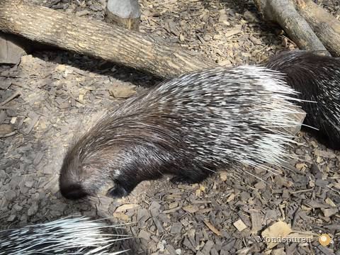 Steppentierpark Pamhagen — Foto 74